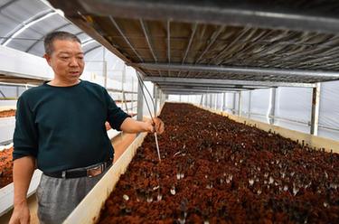 &ldquo;5G智慧小菇房&rdquo;助推鄉村產(chǎn)業(yè)振興