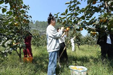 金秋豐收果滿(mǎn)園