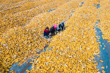 黑龍江&ldquo;黃金玉米帶&rdquo;迎來(lái)好&ldquo;豐&rdquo;景