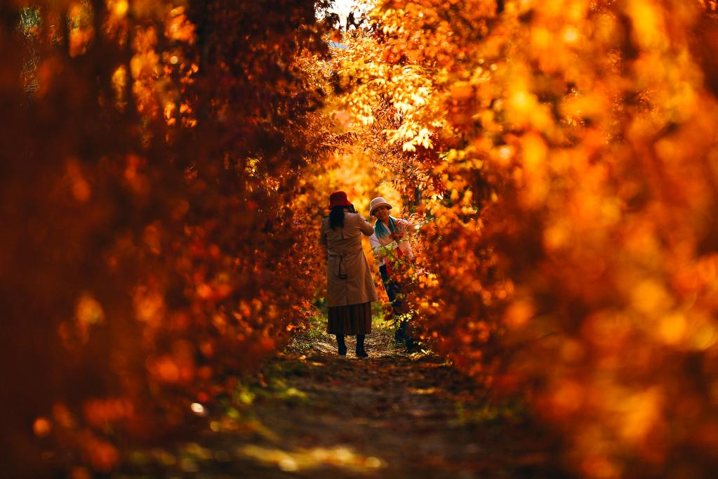 長(cháng)春：繽紛秋色入畫(huà)來(lái)