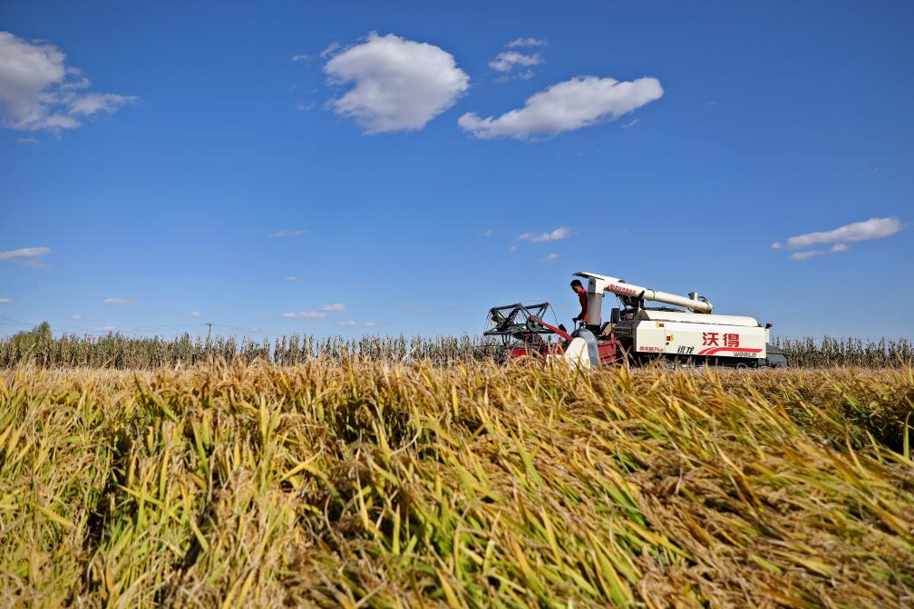 遼河三角洲水稻產(chǎn)區開(kāi)始集中收割