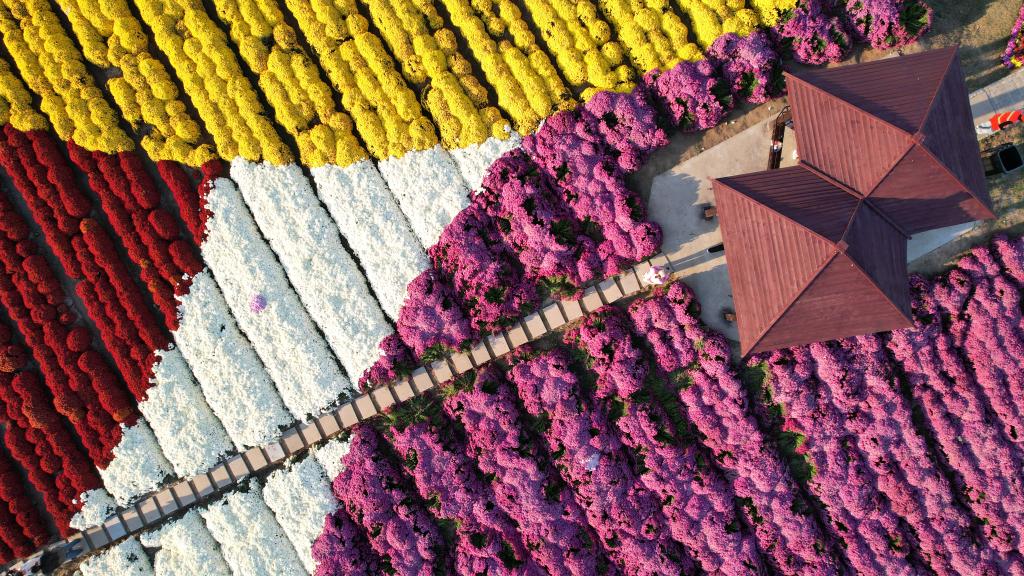 江蘇射陽(yáng)：農文旅融合 做強菊花經(jīng)濟