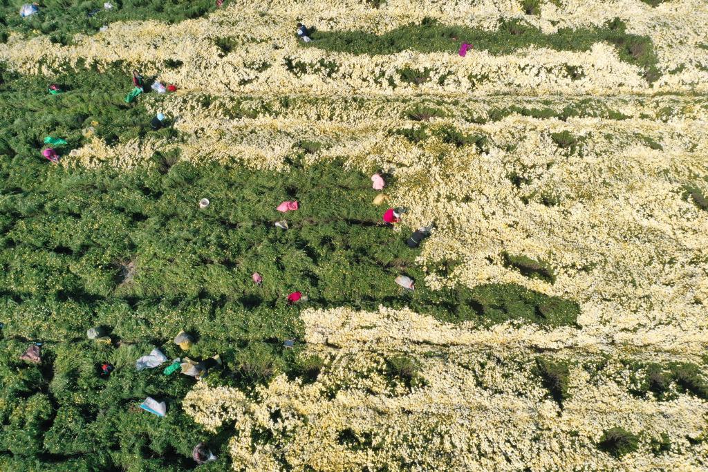 金秋時(shí)節菊花香