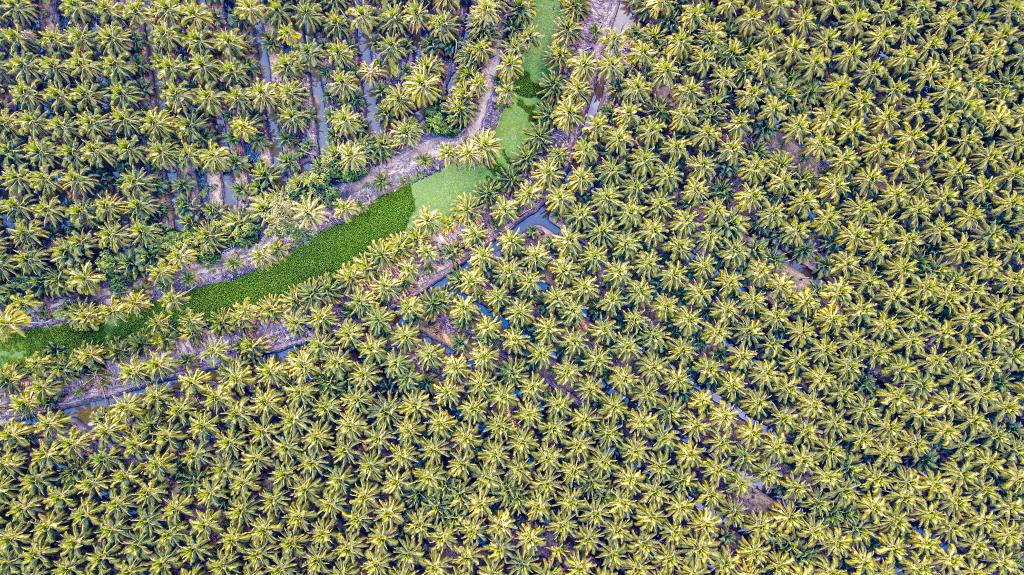 泰國椰香飄入進(jìn)博會(huì )