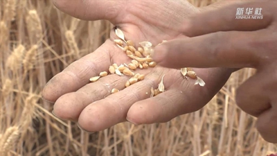 &ldquo;關(guān)中第一鐮&rdquo;開(kāi)鐮收麥啦！未來(lái)半個(gè)月，關(guān)中平原滿(mǎn)眼金黃