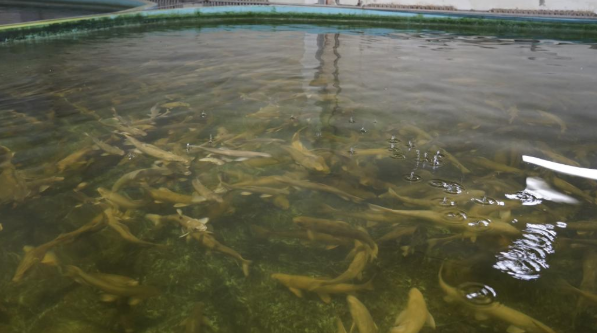 &ldquo;湟魚(yú)寶寶&rdquo;成長(cháng)記