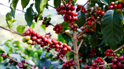 又是一年咖啡紅！云南寧洱鮮果初加工實(shí)現&ldquo;加速度&rdquo;