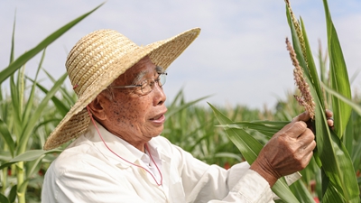 87歲，他在三亞南繁又一年