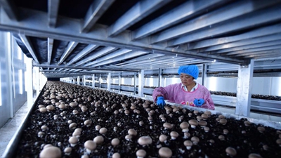 奮力搶抓發(fā)展新機遇&mdash;&mdash;長(cháng)三角一體化發(fā)展年度觀(guān)察