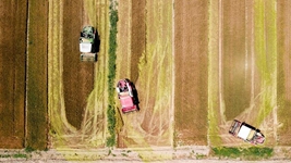 夏糧，穩！