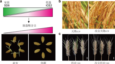 我國科學(xué)家找到調控水稻、小麥穗發(fā)芽的&ldquo;開(kāi)關(guān)&rdquo;