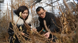 虎年春節，《山海情》出續集了？