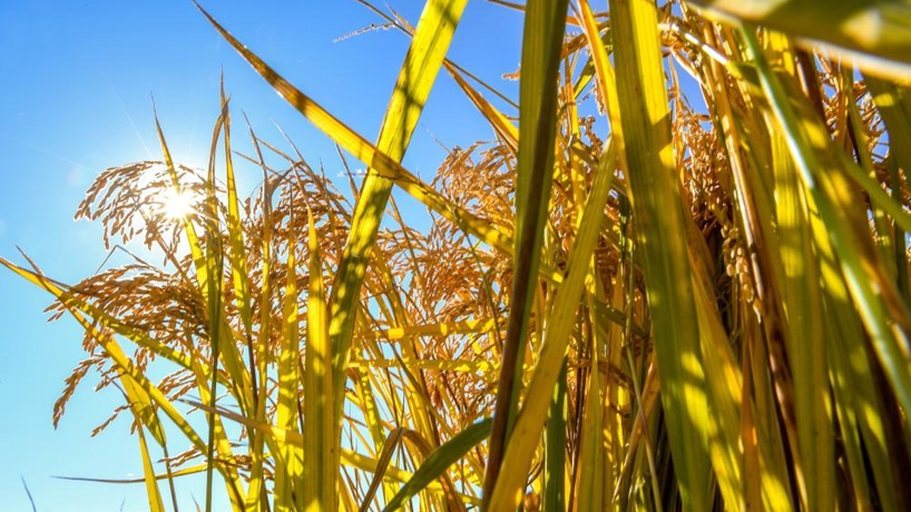 新華社評論員：抓好糧食安全這個(gè)&ldquo;國之大者&rdquo;