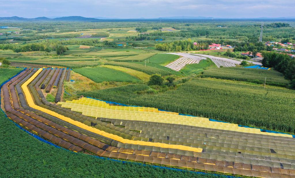 優(yōu)品質(zhì)、提水平、擴消費&mdash;&mdash;吉林人參加速邁向千億級產(chǎn)業(yè)