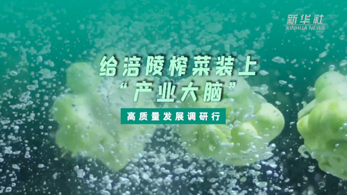 一顆青菜頭，緣何長(cháng)出百億產(chǎn)業(yè)？