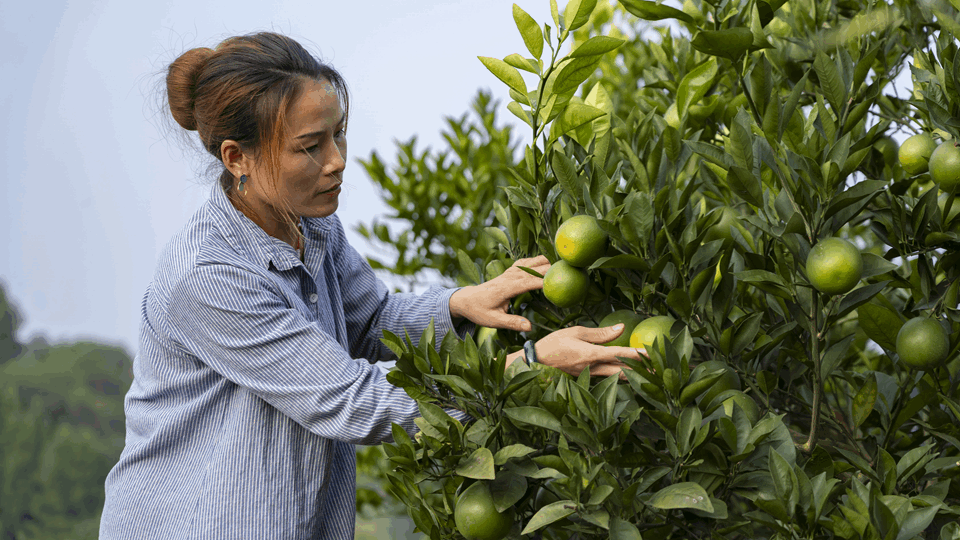 四川內江：青山掛綠果 綠水躍銀魚(yú)