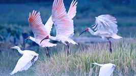 萬(wàn)物并育和合生&mdash;&mdash;中國積極推動(dòng)全球生物多樣性治理進(jìn)程