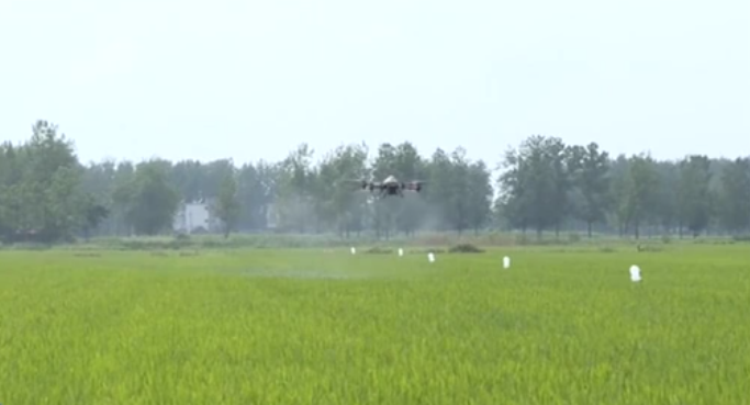 我國秋糧面積增加 長(cháng)勢好 豐收有基礎