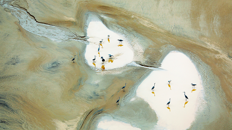 黃河岸邊，蒼鷺起舞