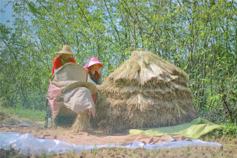 稻谷黃秋收忙 云南安寧&ldquo;豐&rdquo;景美