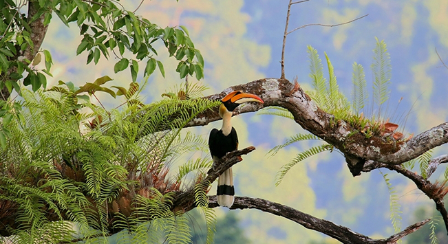 云南的自然保護地里 生活著(zhù)哪些旗艦物種？