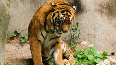 從家族鼎盛到寥寥可數再到數量不斷增加 東北虎經(jīng)歷了什么？