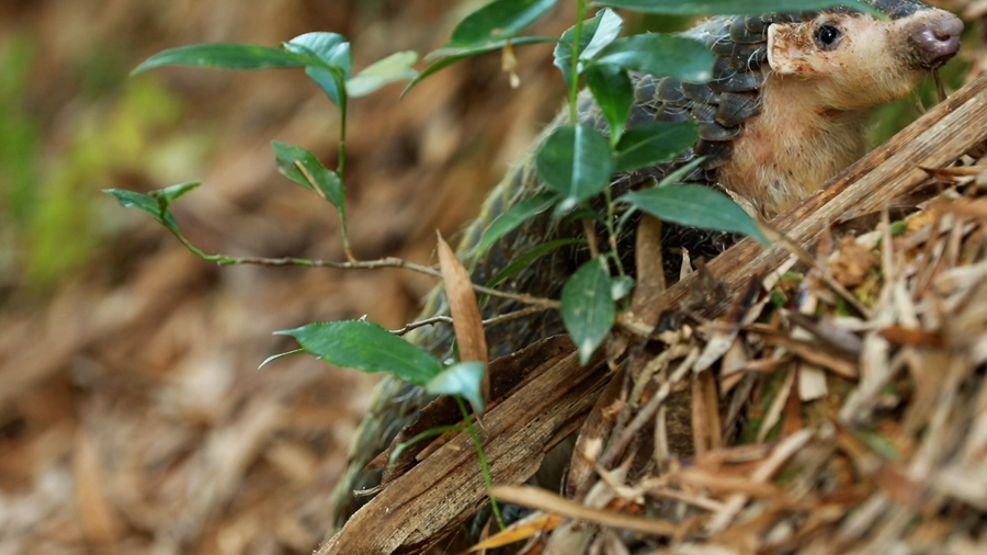 領(lǐng)略生物多樣性之美丨超萌預警！&ldquo;中華穿山甲&rdquo;來(lái)巡山，不容錯過(guò)