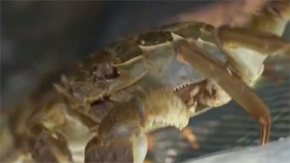 大閘蟹上市：江蘇陽(yáng)澄湖&mdash;&mdash;平均畝產(chǎn)增加一成多 大閘蟹豐產(chǎn)在望