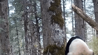 四川平武：拍到大熊貓標記領(lǐng)地后&ldquo;發(fā)呆&rdquo;畫(huà)面