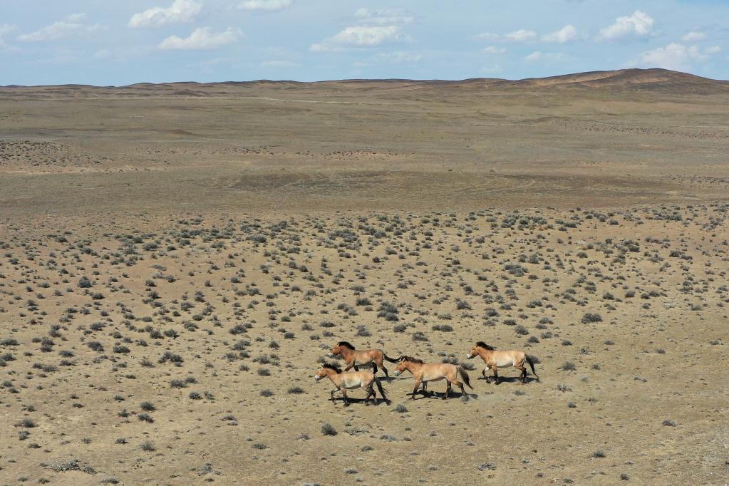 &ldquo;走吧，你要學(xué)著(zhù)自己長(cháng)大&rdquo;&mdash;&mdash;瀕危野馬重返荒野20年