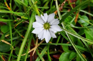 科研人員在青藏高原發(fā)現7秒閉合&ldquo;含羞花&rdquo;