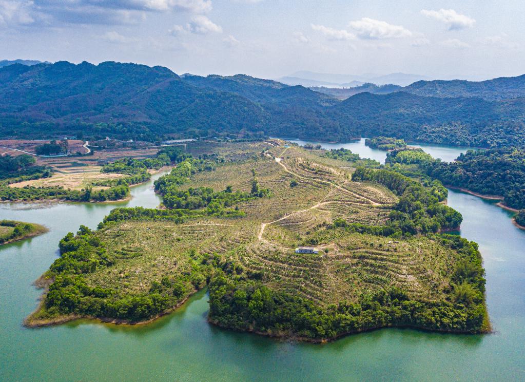 海南儋州：企業(yè)帶動(dòng) 沉香樹(shù)成村民&ldquo;致富樹(shù)&rdquo;